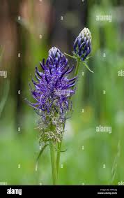 Attēlu rezultāti vaicājumam “Phyteuma spicatum flower”