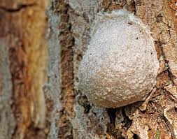 Attēlu rezultāti vaicājumam “Reticularia lycoperdon”