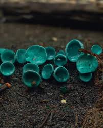 Attēlu rezultāti vaicājumam “Chlorociboria aeruginascens”