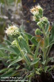 Image result for Phacelia