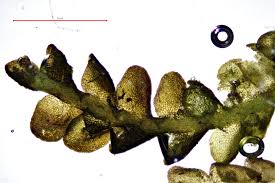 Attēlu rezultāti vaicājumam “Odontoschisma sphagni”