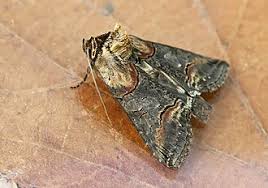 Attēlu rezultāti vaicājumam “Abrostola triplasia”