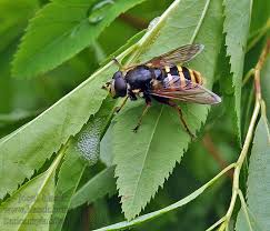 Attēlu rezultāti vaicājumam “Sericomyia silentis”