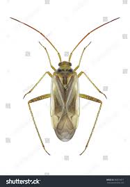 Attēlu rezultāti vaicājumam “Adelphocoris quadripunctatus”