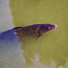 Image result for Cyprinus rubrofuscus
