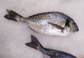 Image result for Spondyliosoma cantharus