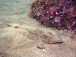 Image result for Rhinobatos rhinobatos