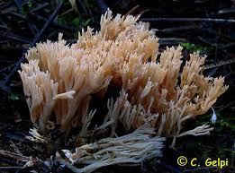 Attēlu rezultāti vaicājumam “Tremellodendropsis tuberosa”