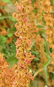 Attēlu rezultāti vaicājumam “Rumex obtusifolius flower”
