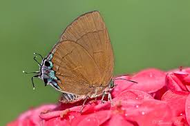 Attēlu rezultāti vaicājumam “Reticularia jurana young”