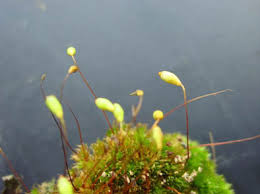 Attēlu rezultāti vaicājumam “Bryum pseudotriquetrum”