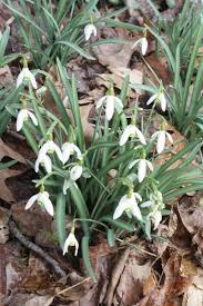 Attēlu rezultāti vaicājumam “Galanthus nivalis flower”
