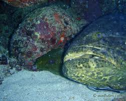 Image result for Epinephelus itajara