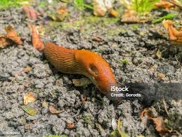 Attēlu rezultāti vaicājumam “Arion lusitanicus”