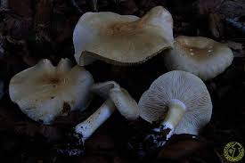 Attēlu rezultāti vaicājumam “Tricholoma album”