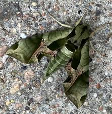 Attēlu rezultāti vaicājumam “Laccognathus panderi”