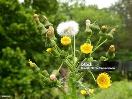 Attēlu rezultāti vaicājumam “Sonchus asper”