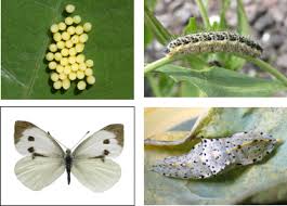 Attēlu rezultāti vaicājumam “Pieris brassicae larva”