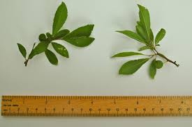 Attēlu rezultāti vaicājumam “Prunus spinosa leaf”