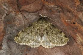 Attēlu rezultāti vaicājumam “Phigalia pilosaria”