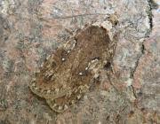 Attēlu rezultāti vaicājumam “Agonopterix ciliella”
