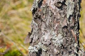 Attēlu rezultāti vaicājumam “Oeneis jutta”