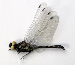 Attēlu rezultāti vaicājumam “Sympetrum danae”