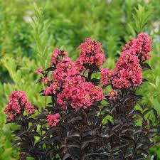 Image result for Lagerstroemia