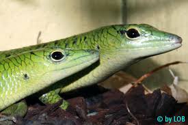 Risultati immagini per dasia smaragdina