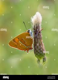 Attēlu rezultāti vaicājumam “Thecla betulae female”