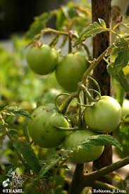 Attēlu rezultāti vaicājumam “Lycopersicon esculentum”