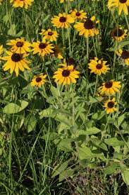 Attēlu rezultāti vaicājumam “Rudbeckia hirta var. pulcherrima flower”