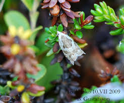Attēlu rezultāti vaicājumam “Ancylis myrtillana”
