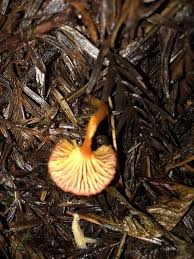 Attēlu rezultāti vaicājumam “Hygrocybe cantharellus”