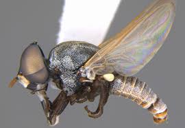 Attēlu rezultāti vaicājumam “Metatrichia sp.”