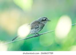 Attēlu rezultāti vaicājumam “Lanius collurio juvenile”