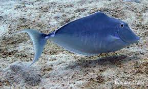 Image result for Naso unicornis