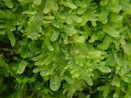 Attēlu rezultāti vaicājumam “Metzgeria violacea”