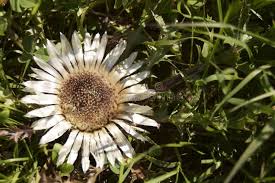 Image result for Silberdistel