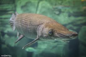 Image result for Garstang A S C