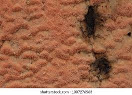 Attēlu rezultāti vaicājumam “Rhodonia placenta”