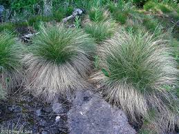 Attēlu rezultāti vaicājumam “Trichophorum cespitosum fruit”