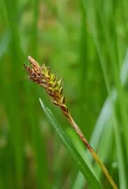 Attēlu rezultāti vaicājumam “Carex caryophyllea fruit”