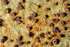 Attēlu rezultāti vaicājumam “Arthonia vinosa”