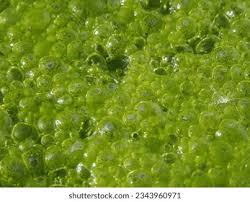 Attēlu rezultāti vaicājumam “Lycogala asperum macro”