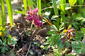 Attēlu rezultāti vaicājumam “Corydalis intermedia flower”