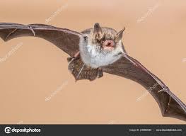 Attēlu rezultāti vaicājumam “Myotis nattereri”