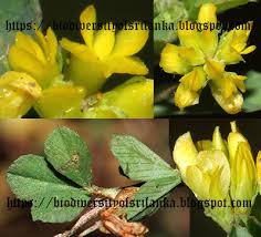 Attēlu rezultāti vaicājumam “Trifolium dubium bud”