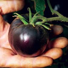 Afbeeldingsresultaat voor debarro black tomato
