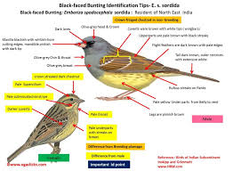 Image result for Emberiza spodocephala